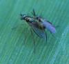 Rhaphium sp.